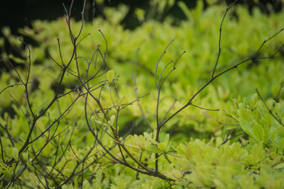 Close-up of plants growing on land