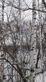 Bare tree against sky during winter