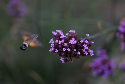 Close-up of butterfly pollinating on purple flower