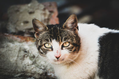 Close-up portrait of tabby cat