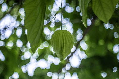 Full frame shot of leaves