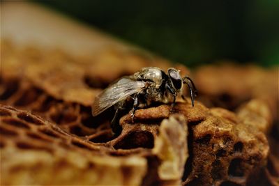 Close-up of bee