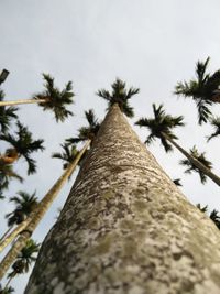 Low angle view of palm tree against sky