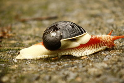 Close-up of snail