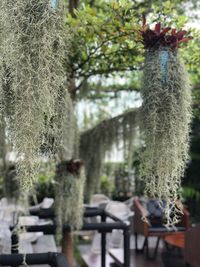 Close-up of potted plant