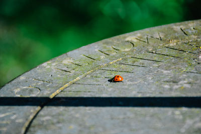 Close-up of insect