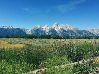 Scenic view of landscape by grand teton national park against blue sky