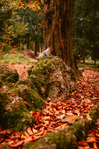 Close-up of tree trunk