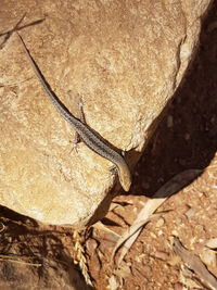 Close-up of lizard on rock