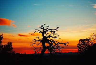 Silhouette of trees at sunset