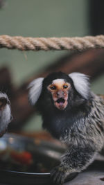 Close-up portrait of a monkey