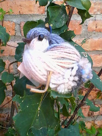 Close-up of bird perching on plant