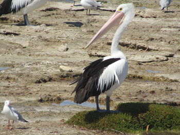 View of bird on field