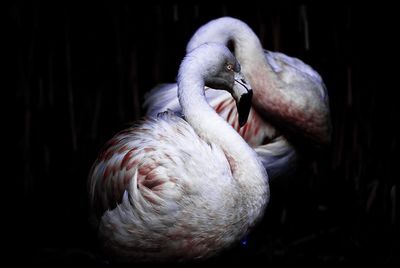 Close-up of flamingos on lake