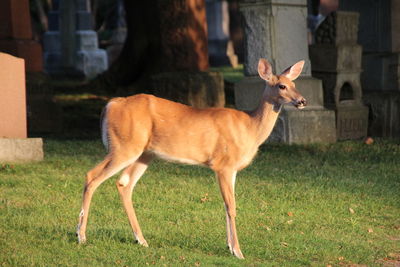 Horse standing in grass