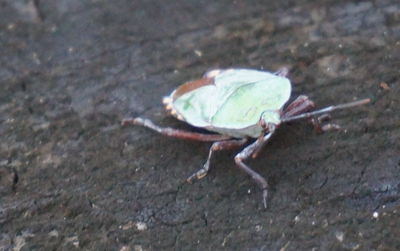 Close-up of butterfly on leaf