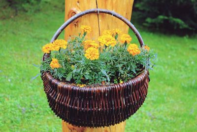 Close-up of potted plant in basket