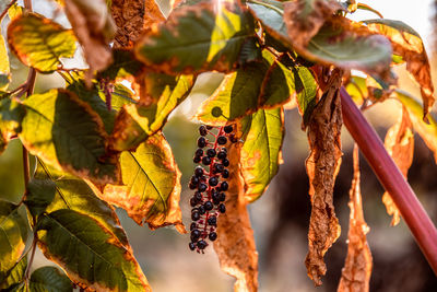 Close-up of fruits hanging on tree