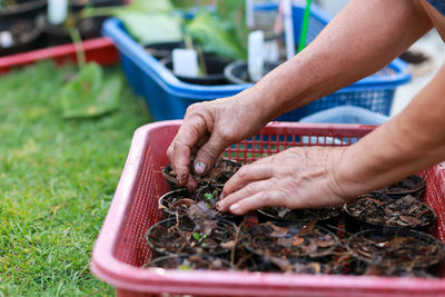 Cropped hand of person planting sapling