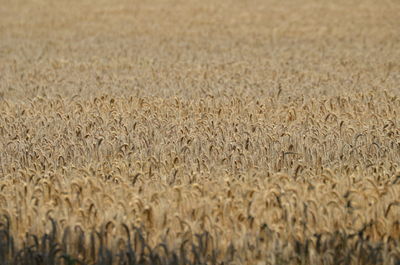 Full frame shot of wheat field