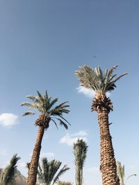 Low angle view of palm tree against blue sky