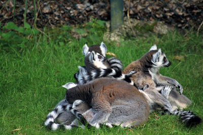 Sheep relaxing on field