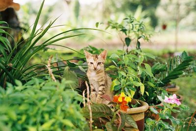 Portrait of kitten sitting by plants