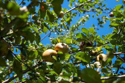 Golden russet apples on lush green overhead tree branches with blue sky