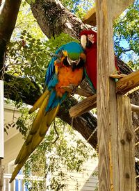 View of a bird perching on tree trunk