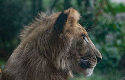 Close-up of a young lion looking away