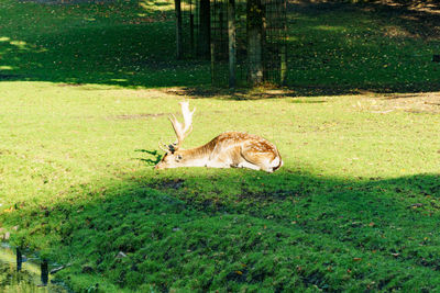 Giraffe in grassy field