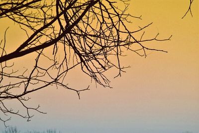 Low angle view of bare trees against sky