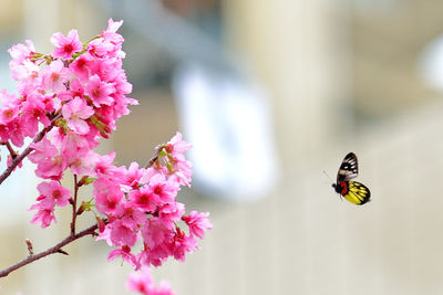 Close-up of butterfly on pink flowering plant