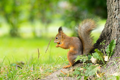 Squirrel on rock