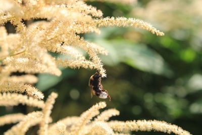 Close-up of insect on flower
