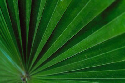 Plant background, green leaves, tropical natural beautiful texture.