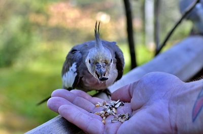 Close-up of hand holding bird eating outdoors