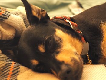 Close-up of dog sleeping on bed