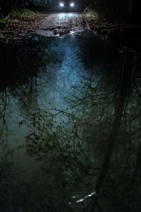 Reflection of trees in puddle