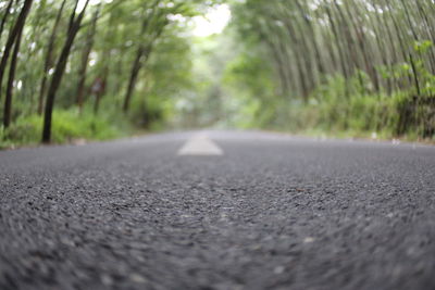 Surface level of road along trees