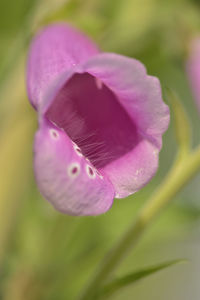 Close-up of purple flower blooming outdoors