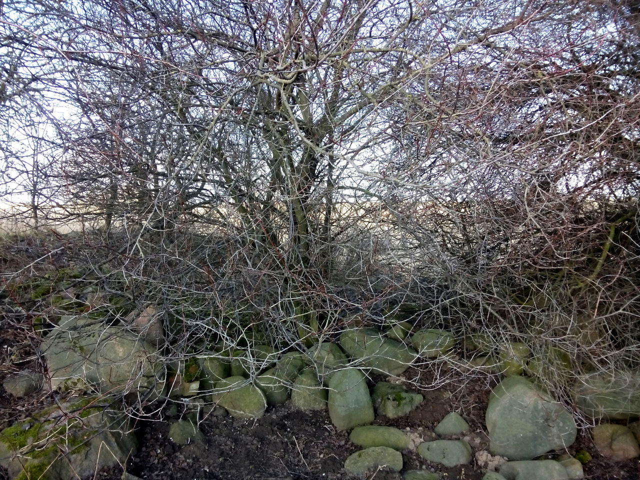 Stones under bushes