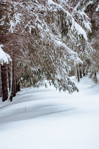 Snow covered land and trees