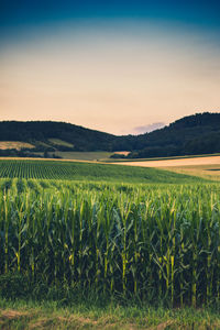 Scenic view of field against sky during sunset