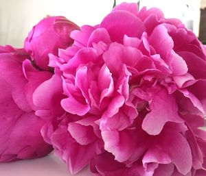 Close-up of pink rose