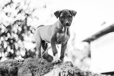 Portrait of dog sitting on rock