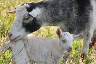 Goat and kid on field