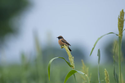 Stone chat bird on perch 