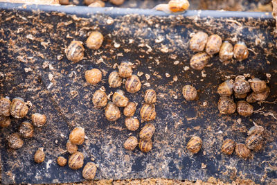 Close-up of coffee beans