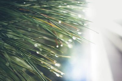 Close-up of plant against blurred background